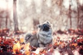 DSC_2290a.jpg